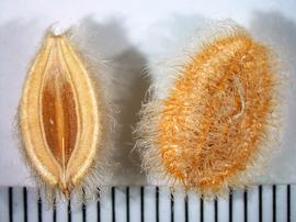   Fruit:   Ammodaucus leucotrichus , opposite sides of mericarp; Photo by A. Margina, USDA APHIS PPQ, imageID.idtools.org
